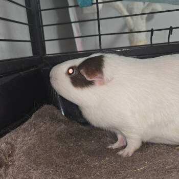 Rescue Guinea Pig Guinea Pigs for Adoption in San Jacinto, California - Gargonzola | PetCurious